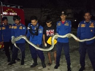 Ular Masuk Area Pos Boulevard, Tim Rescue Damkar Kendari Bergerak Cepat di Tengah Gerimis