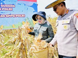 Jagung Melimpah, Harapan Meningkat, Pemkot Kendari Pertegas Komitmen Ketahanan Pangan